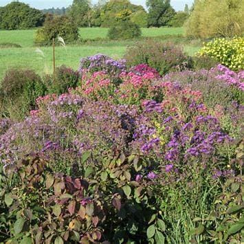 Colorful perennial display with purple and pink flowers