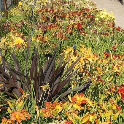 Daylilies and ornamental plants in autumn display
